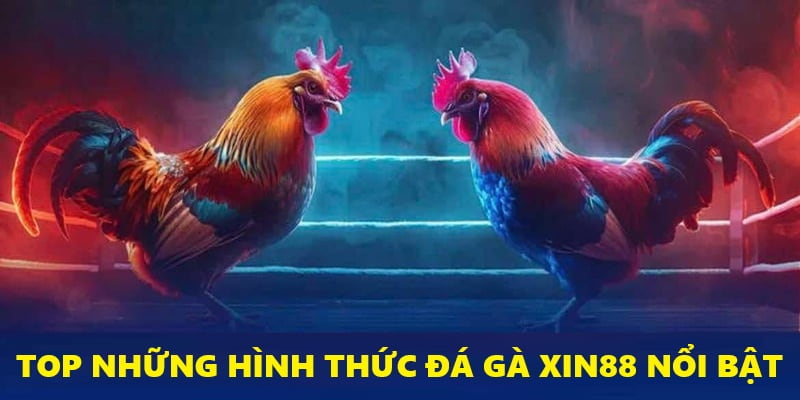 Top các hình thức thi đấu chiến kê đẳng cấp